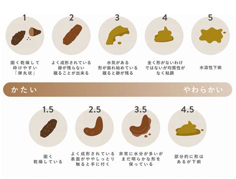 小型犬のうんちの回数：健康上の目安から頻度の変化の理由まで