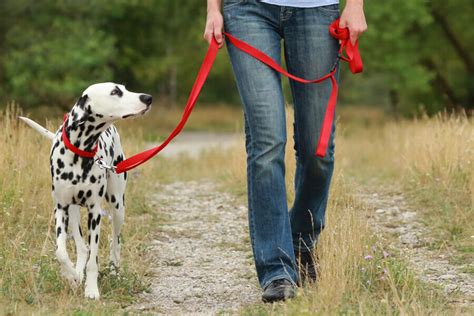 小型犬のためのハーネス選びの完全ガイド