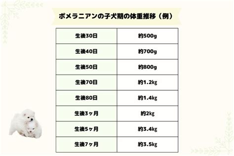 小型犬の人気者ポメラニアンの体重平均は5kg