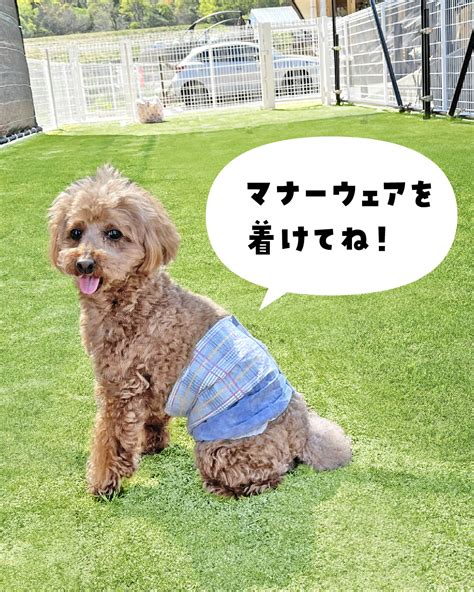 小型犬専用ドッグラン: