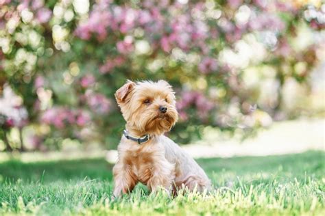 小型犬的定義