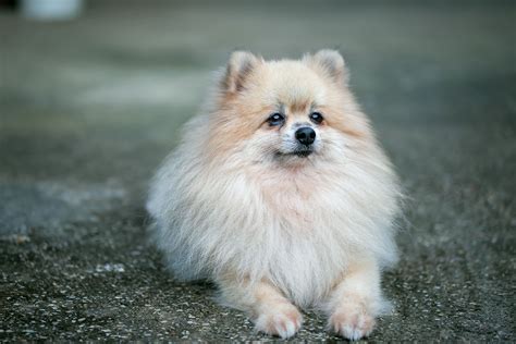 小型犬種：