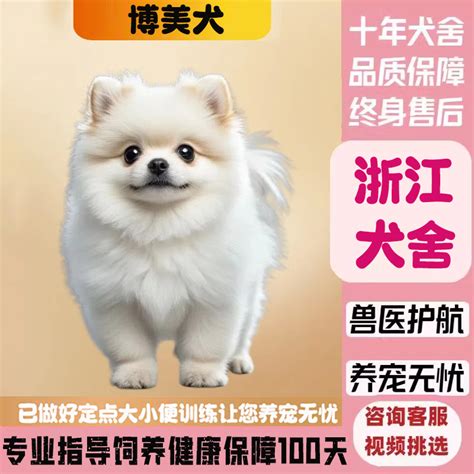 小型犬：體型小、魅力大的居家好夥伴