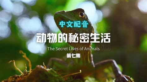 小小動物，大千世界：探索動物王國的隱藏寶藏