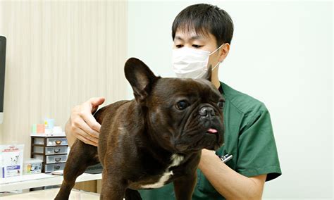 小松動物病院でペットの健康を守ろう！