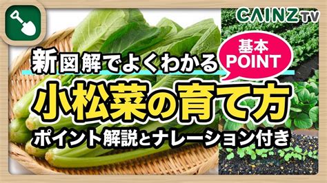 小松菜の完熟期に関する包括ガイド