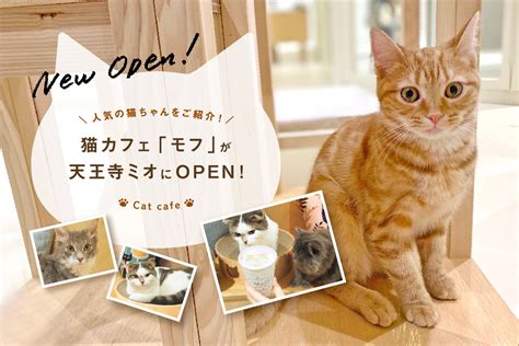 小樽の猫カフェで癒しのひとときを過ごそう: ガイド＆ヒント