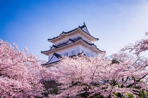 小田原城址公園櫻花