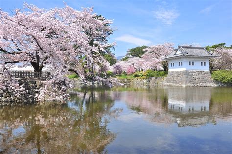 小田原城址公園櫻花的特點