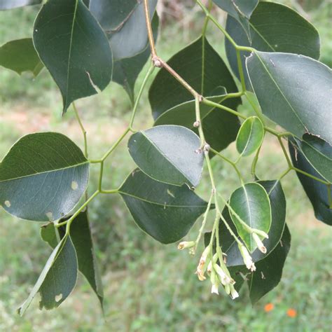 小葉紫檀 (Dalbergia sissoo)：