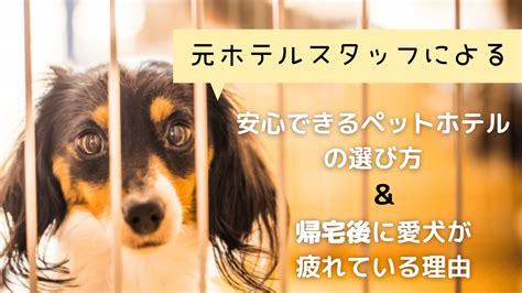 小豆島で愛するペットを安心して預けられるペットホテルをご紹介