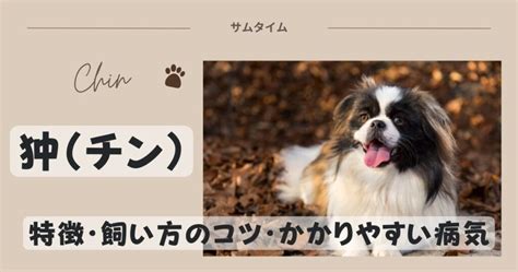 小豆島犬のすべて：歴史、特徴、飼い方