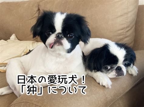 小豆島犬：日本の希少な愛玩犬