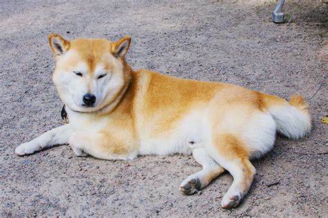 小豆島犬：日本固有の希少犬種の魅力と飼い方