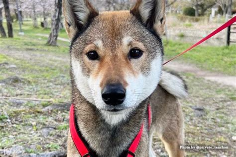 小豆島犬：日本固有の稀少犬種