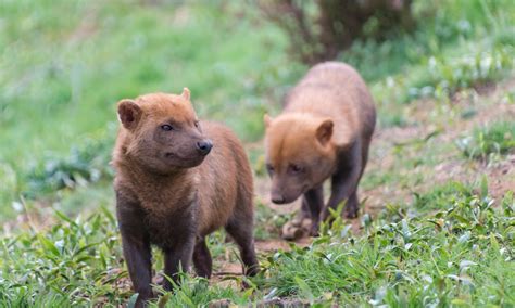 小豆島犬：魅力あふれる日本の希少犬種