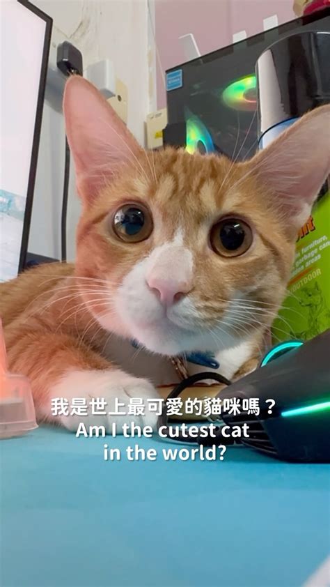 小貓咪的中文世界🐱