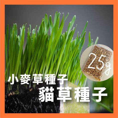 小麥草：