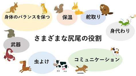 尻尾の役割：動物における多様な機能