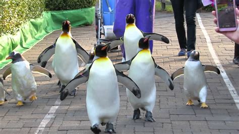 尼克斯海洋公園企鵝遊行