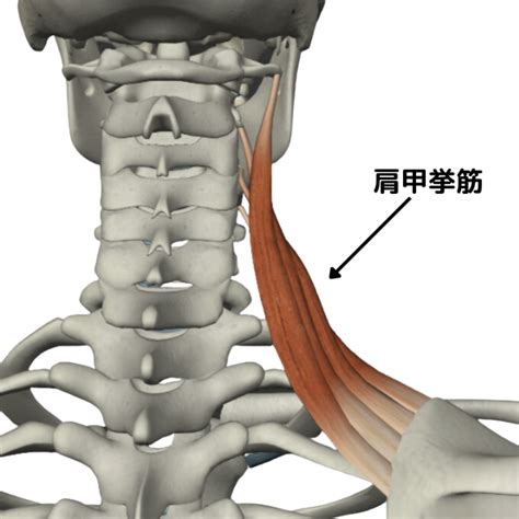 尾側挙筋: