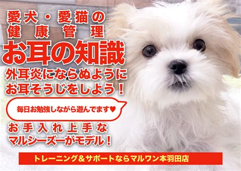 尾崎ペットクリニックで愛犬・愛猫の健康管理を万全に！