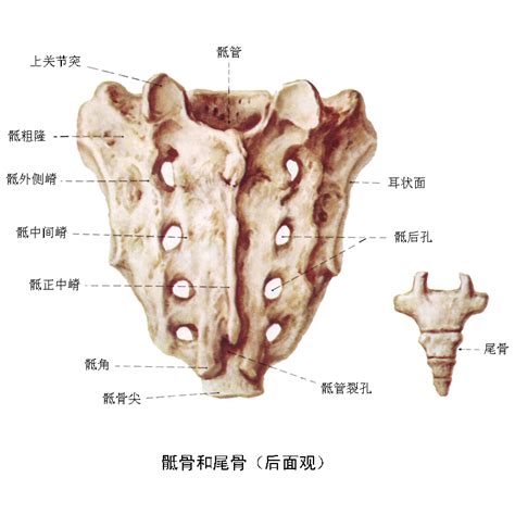 尾椎骨的結構