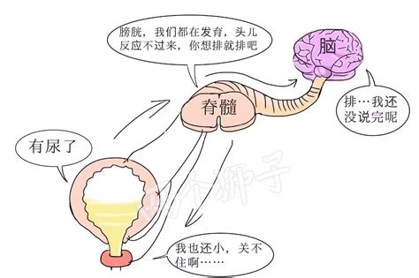 尿尿的生理机制