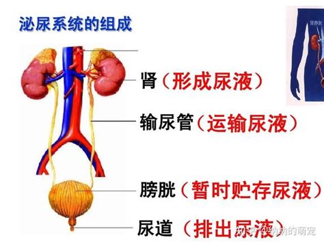 尿尿的科學：從發育到排泄，揭開尿尿的奧秘