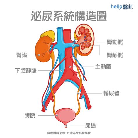 尿尿：人體液體排泄的關鍵