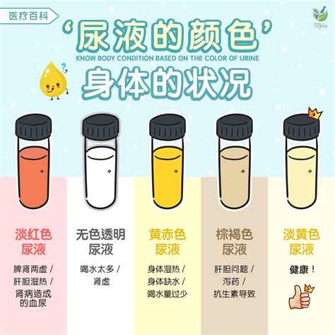 尿液OFF：徹底解決寵物尿漬和異味的終極指南