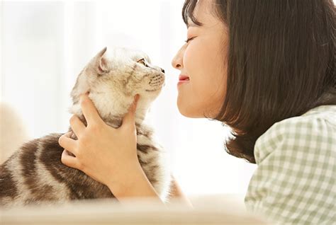 屋内飼いの猫の方が屋外飼いの猫よりも寿命が長い