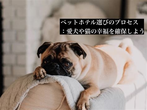 山中湖で愛犬と快適に過ごせるペットホテル選びのポイント