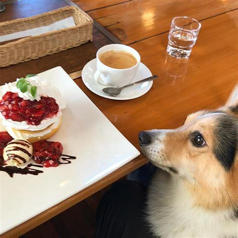 山中湖周辺のおすすめ犬カフェ完全ガイド