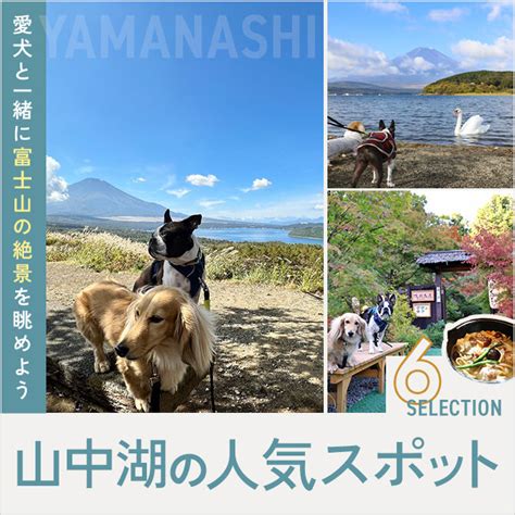 山中湖犬カフェで愛犬と楽しいひとときを