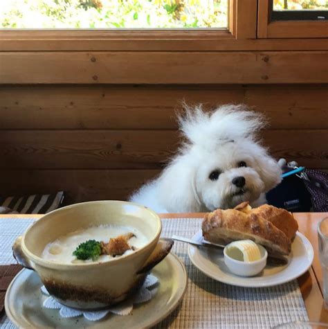 山中湖犬カフェの魅力