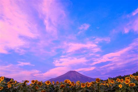 山中湖花の月園: 大自然に囲まれた楽園で思い出に残るひとときを