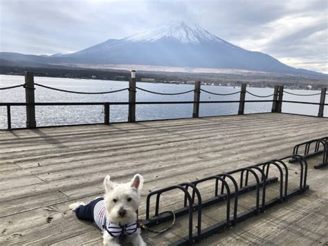 山中湖 犬カフェ完全ガイド：犬好き必見の癒しのスポット