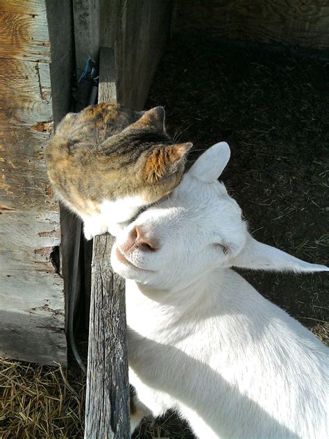 山羊貓（Goat Cats）