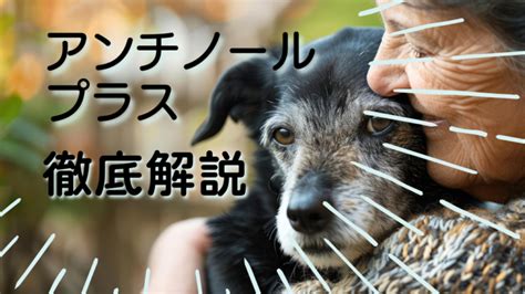 岩井動物病院が選ばれる理由：ペットの健康と幸せのために