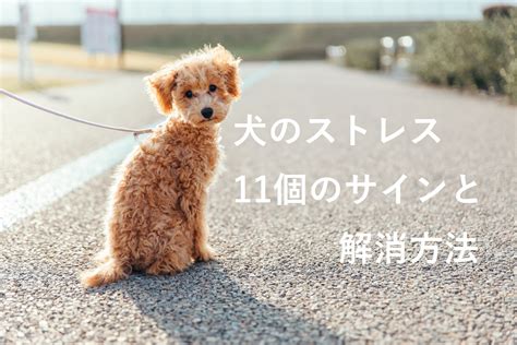 崖っぷち犬から脱却！飼い主必見の犬のストレスマネジメントガイド