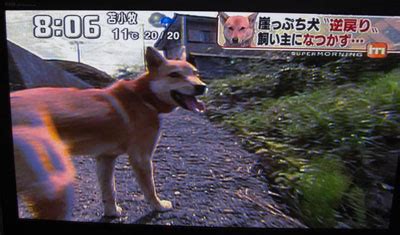 崖っぷち犬を救う！犬の保護活動の最前線