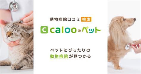 川上動物病院足利で出来ること、予約方法、評判まとめ