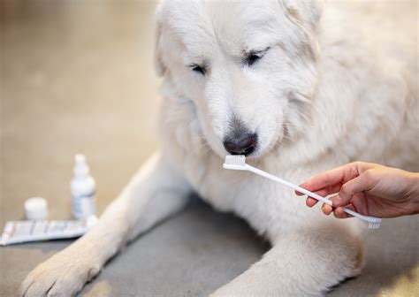 工藤動物病院で愛犬・愛猫の健康を最優先