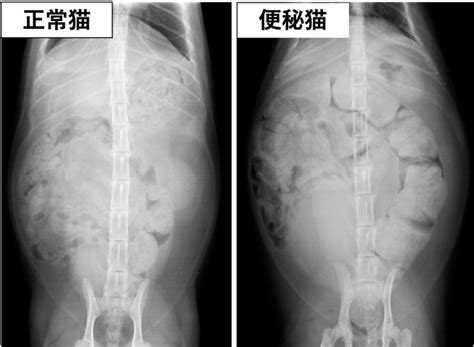 巨大結腸症とは - 猫における重篤な消化器疾患