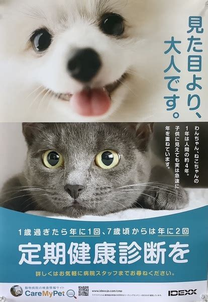 市ヶ谷動物病院：年中無休でペットの健康を守る頼れる存在