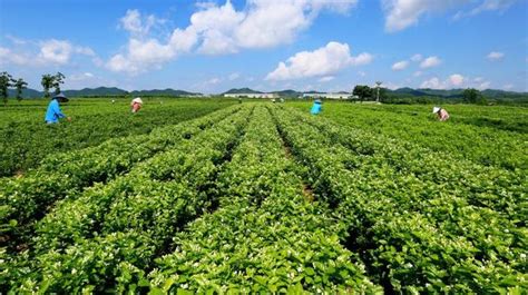 市場規模：玩樂產業的不斷壯大