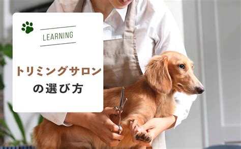 帯広で愛犬に最適なトリミングサロンを選ぶための包括ガイド