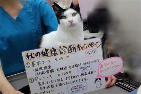 平岩動物病院でワンちゃんと猫ちゃんの健康をサポートしよう！