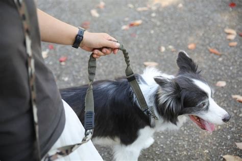 平岩動物病院のすべて: 包括的なガイド